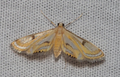 Tetrernia teminitis