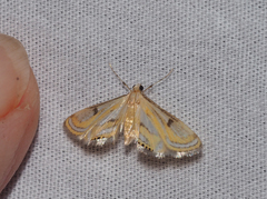 Tetrernia teminitis