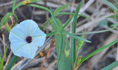 Ipomoea sororia