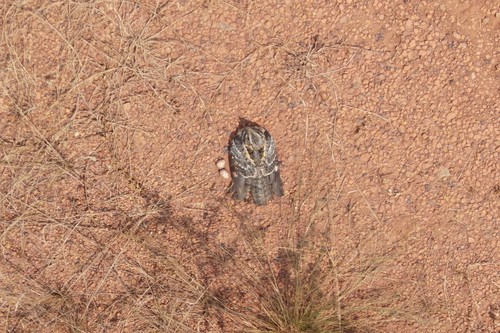 Square-tailed Nightjar