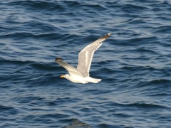 Larus