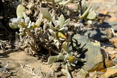 Eremothamnus marlothianus image