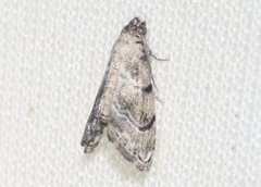 Abablemma bilineata