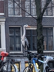 Ardea cinerea