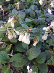 Symphytum grandiflorum