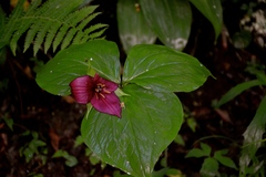 Trillium