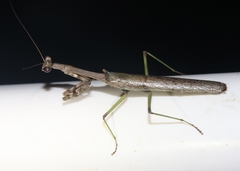 Stagmomantis resacae