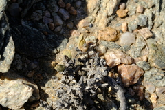 Juttadinteria deserticola