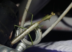 Stagmomantis resacae