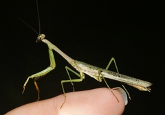 Stagmomantis resacae