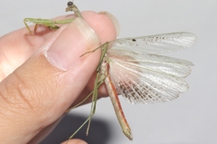 Stagmomantis resacae