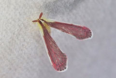 Anotia firebugia