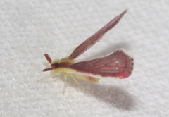 Anotia firebugia