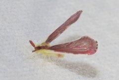 Anotia firebugia