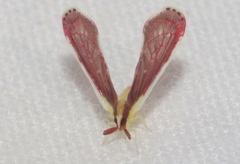 Anotia firebugia