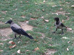 Corvus cornix