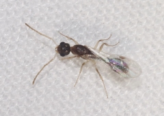 Nesomyrmex wilda