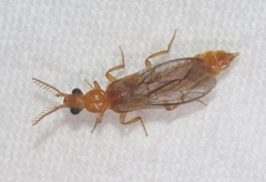 Paraptorthodius mirabilis