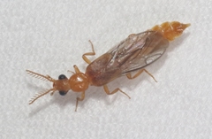 Paraptorthodius mirabilis