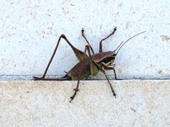 Eupholidoptera smyrnensis