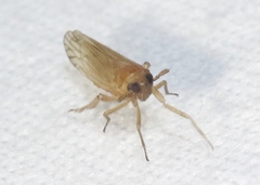 Pareuidella
