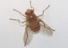 Ormia ochracea