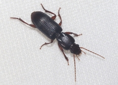 Stenomorphus californicus