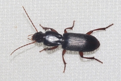 Stenomorphus californicus