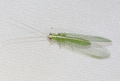 Chrysopodes collaris