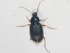 Chlaenius texanus