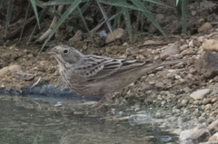 Emberiza hortulana