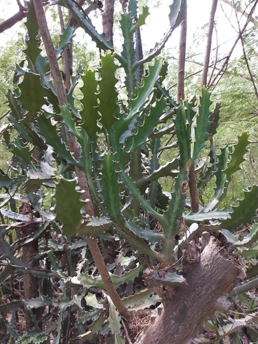 Euphorbia lactea image