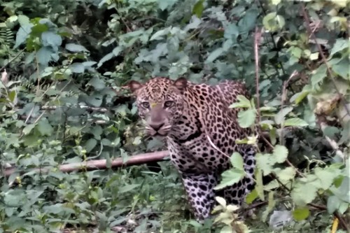 African Leopard
