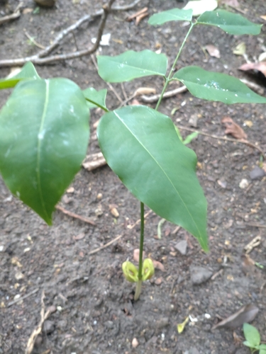 Image of Afzelia xylocarpa by (c) Utain Pummarin, some rights reserved (CC BY)
