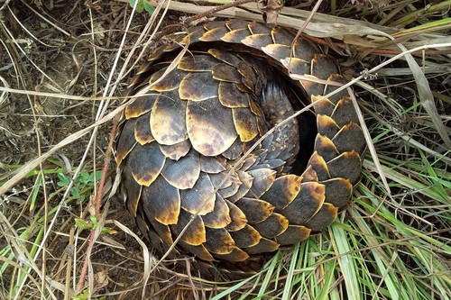 Black-bellied Pangolin