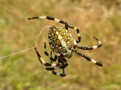 Araneus diadematoides