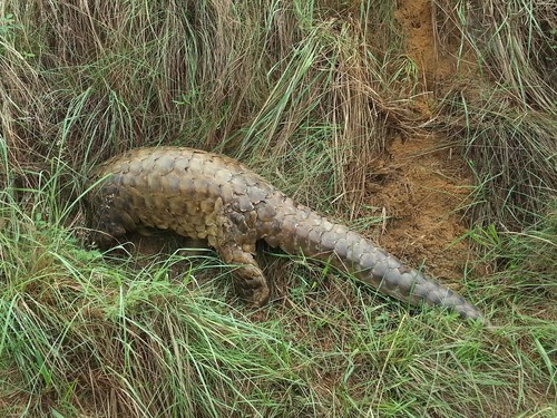 Giant Ground Pangolin