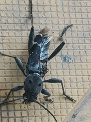 Xylotrechus
