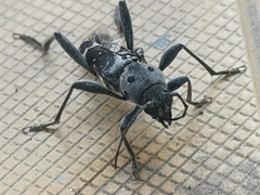 Xylotrechus