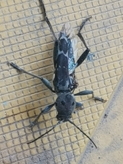 Xylotrechus