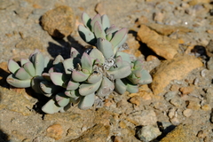 Dracophilus delaetianus