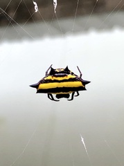 Gasteracantha taeniata