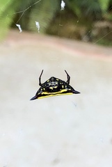 Gasteracantha taeniata