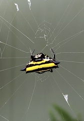 Gasteracantha taeniata