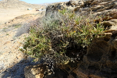 Osteospermum crassifolium