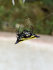 Gasteracantha taeniata