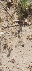 Graphipterus minutus