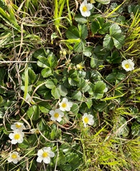 Fragaria chiloensis pacifica