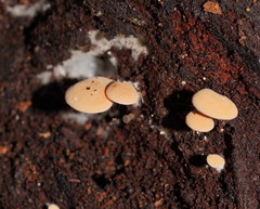Panellus ligulatus