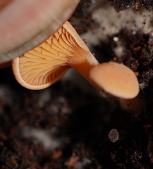 Panellus ligulatus